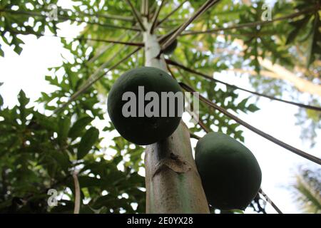 Papaya Frucht im Baum natürliche Fotoaufnahme in Dhaka, Bangladesch. Stockfoto