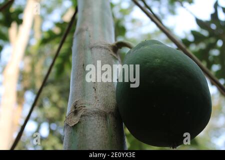 Papaya Frucht im Baum natürliche Fotoaufnahme in Dhaka, Bangladesch. Stockfoto