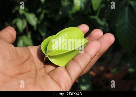 Frische gesunde Lebensmittel auf der Hand Nahaufnahme natürlichen Fotoaufnahme. Stockfoto