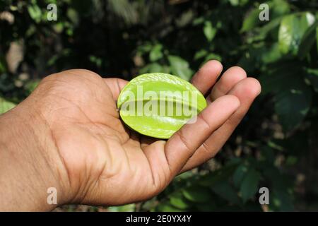 Frische gesunde Lebensmittel auf der Hand Nahaufnahme natürlichen Fotoaufnahme. Stockfoto