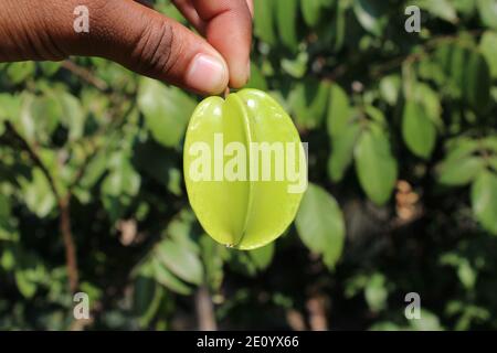 Frische gesunde Lebensmittel auf der Hand Nahaufnahme natürlichen Fotoaufnahme. Stockfoto