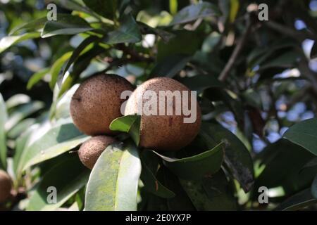 Gesunde Früchte im Baum natürlicher Hintergrund Fotoaufnahme in Dhaka, Bangladesch. Stockfoto