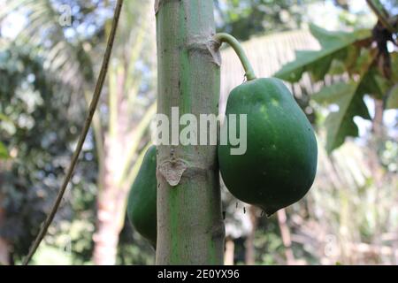 Papaya Frucht im Baum natürliche Fotoaufnahme in Dhaka, Bangladesch. Stockfoto