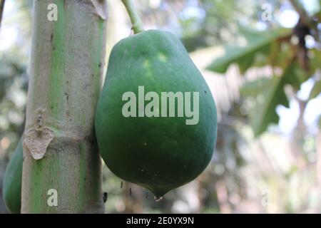 Papaya Frucht im Baum natürliche Fotoaufnahme in Dhaka, Bangladesch. Stockfoto