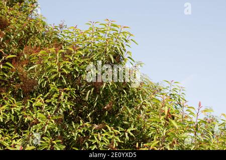 Dichte aufrechte Habit, Laurel Sumac, Malosma Laurina, Anacardiaceae, native Strauch Ballona Süßwasser Marsh, Southern California Coast, Herbst. Stockfoto