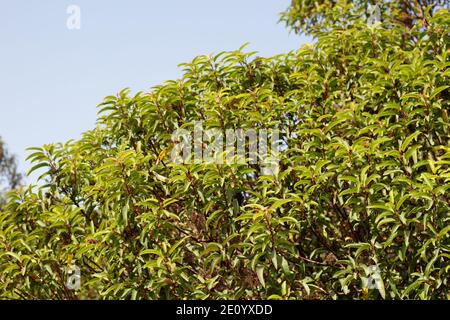 Dichte aufrechte Habit, Laurel Sumac, Malosma Laurina, Anacardiaceae, native Strauch Ballona Süßwasser Marsh, Southern California Coast, Herbst. Stockfoto