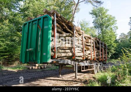 Gefällte Bäume auf einem Transportauflieger an einem Holzfällplatz, Entwaldung, Stapel oder Stapel von Holzstämmen Querschnitt, im Wald in Deutschland Stockfoto