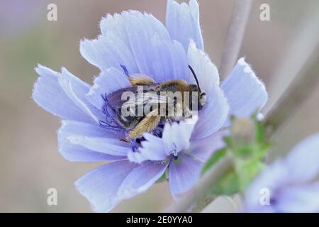 Eine weibliche Longhorn Biene wartet auf die Sonne in einem Weichblau gemeiner oder wilder Zichorie ( Cichorium intybus ) Im Gard Frankreich Stockfoto