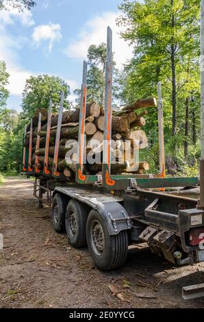 Gefällte Bäume auf einem Transportauflieger an einem Holzfällplatz, Entwaldung, Stapel oder Stapel von Holzstämmen Querschnitt, im Wald in Deutschland Stockfoto