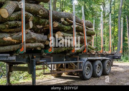 Gefällte Bäume auf einem Transportauflieger an einem Holzfällplatz, Entwaldung, Stapel oder Stapel von Holzstämmen Querschnitt, im Wald in Deutschland Stockfoto