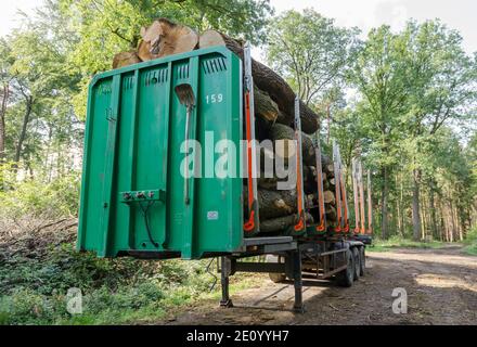 Gefällte Bäume auf einem Transportauflieger an einem Holzfällplatz, Entwaldung, Stapel oder Stapel von Holzstämmen Querschnitt, im Wald in Deutschland Stockfoto