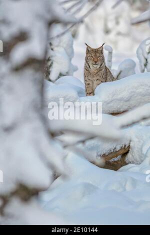 Eurasischer Luchs (Lynx Luchs), sitzend im tief verschneiten Winterwald, Sumava Nationalpark, Böhmerwald, Tschechien, Europa Stockfoto