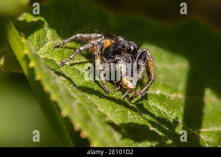 Goldaugen springende Spinne (Philaeus chrysops) mit Beute, Männchen, Zams, Landeck, Tirol, Österreich, Europa Stockfoto