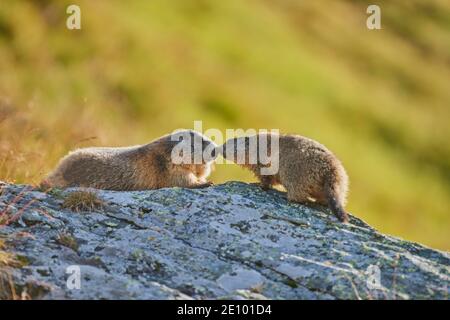 Alpenmurmeltier (Marmota marmota), Mutter mit Jugendlicher, küssend, Großglockner, Nationalpark hohe Tauern, Österreich, Europa Stockfoto