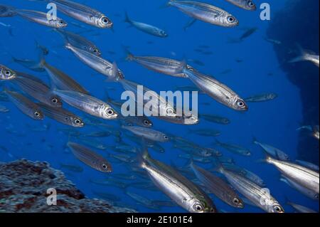 Fischschwärme mit Sardinen (Sardinops sagax), Ostatlantik, Kanarische Inseln, Spanien, Europa Stockfoto