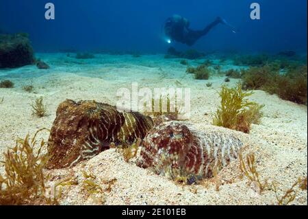 Tintenfische (Sepia officinalis) verstecken sich im Sand, Taucher dahinter, Ostatlantik, Kanarische Inseln, Spanien, Europa Stockfoto