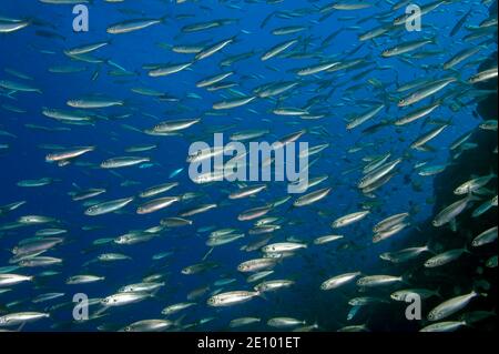 Fischschwärme mit Sardinen (Sardinops sagax), Ostatlantik, Kanarische Inseln, Spanien, Europa Stockfoto