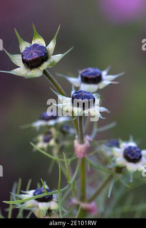 Knospen des Schmuckkorbes (Cosmos bipinnatus), Bayern, Deutschland, Europa Stockfoto