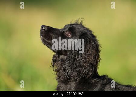 Englisch springer Spaniel Hund (Canis lupus familiaris) Tierportrait, Norfolk, England, Vereinigtes Königreich, Europa Stockfoto