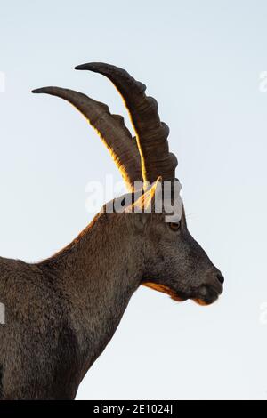 Steinbock (Capra Steinbock), Steinbock gegen das Licht, Berner Oberland, Schweiz, Europa Stockfoto