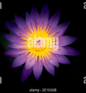 Blume, Blauer Lotus (Nymphaea caerulea), Botanischer Garten Berlin, Berlin, Deutschland, Europa Stockfoto