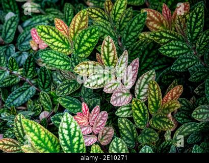Grün und lila gemusterte Blätter, Punktblume (Hypoestes phyllostachya), Punktblatt, Botanischer Garten Berlin, Berlin, Deutschland, Europa Stockfoto