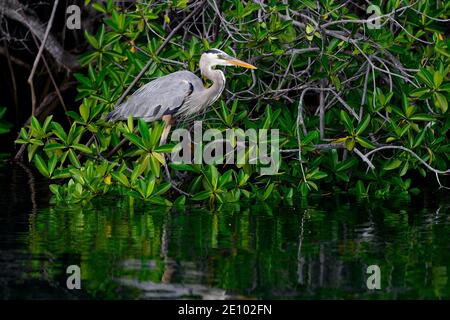 Der große Blaureiher (Ardea herodias) sitzt im Mangrovenwald Stockfoto