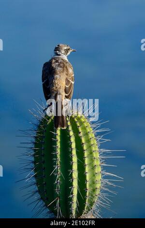 Galapagos Mockingbird (Mimus parvulus) sitzt auf einem Galápagos Säulenkaktus (Jasminocereus thouarsii), Isabela Island, Galapagos, Ecuador, South Ame Stockfoto