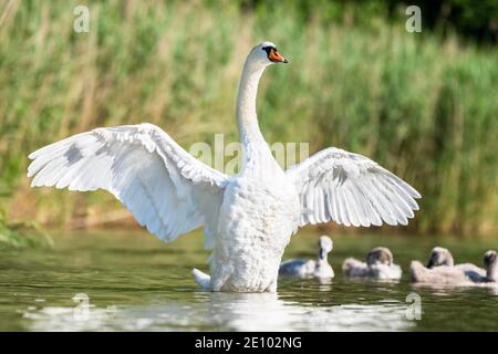 Mute Schwan (cygnus olor) breitet Flügel aus, Rhein, Kanton Zürich, Schweiz, Europa Stockfoto