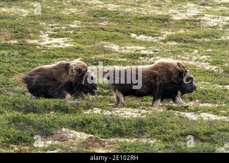 Zwei Moschusochsen (Ovibos moschatus) laufen und kämpfen in der Tundra im Dovrefjell Nationalpark, Norwegen, Europa Stockfoto