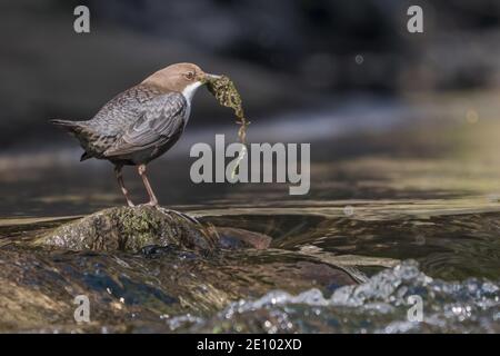 Weißbrusttauchler (Cinclus cinclus) auf Stein stehend im Bachbett, Nistmaterial in Schnabel, Hessen, Deutschland, Europa Stockfoto