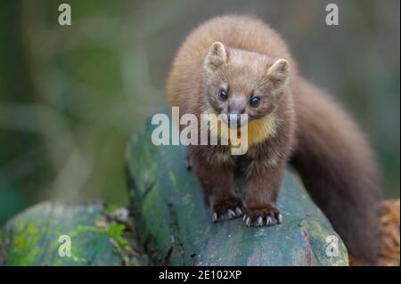 Europäischer Kiefernmarder (Martes martes) auf Holzstapel, Vechta, Niedersachsen, Deutschland, Europa Stockfoto