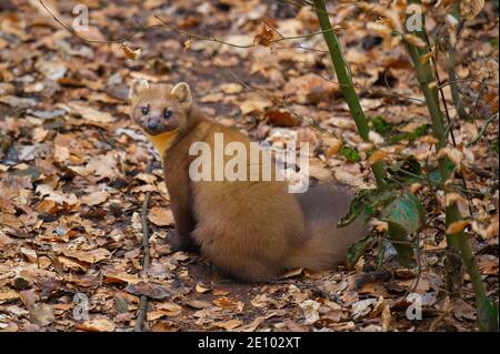 Europäischer Kiefernmarder (Martes martes) auf dem Waldboden, Vechta, Niedersachsen, Deutschland, Europa Stockfoto