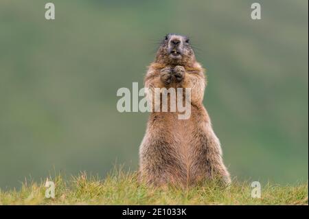 Murmeltiere (Marmota marmota) in den Alpen, Nationalpark hohe Tauern, Österreich, Europa Stockfoto