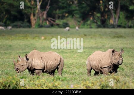 Zwei schwarze Nashörner (Diceros bicornis) grasen, Lake Nakuru, Kenia, Afrika Stockfoto