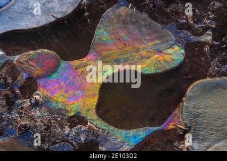 Eisformen in einer Pfütze, Eiskristalle, Frost, Winter, Goldenstedter Moor, Deutschland, Europa Stockfoto