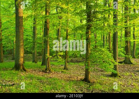 Laubmischwald, Grumsiner Forst, UNESCO Weltkulturerbe, Brandenburg, Deutschland, Europa Stockfoto