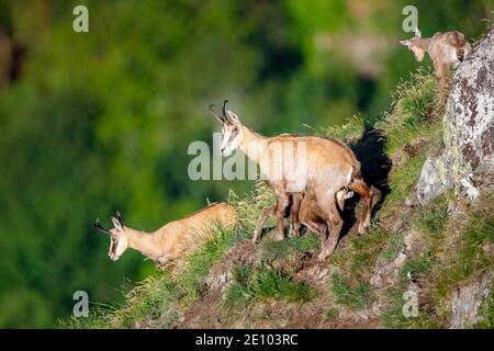 Gämsen (Rupicapra rupicapra) und Jungsäugetiere, Vogesen, Frankreich, Europa Stockfoto