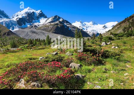 Val Roseg mit Piz Roseg, Schweiz, Europa Stockfoto