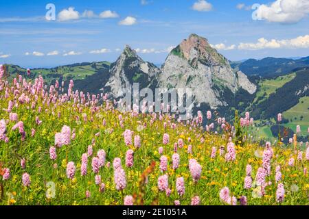 Mythen, mit blühenden Schlangenschneesel, Schweizer Alpen Stockfoto