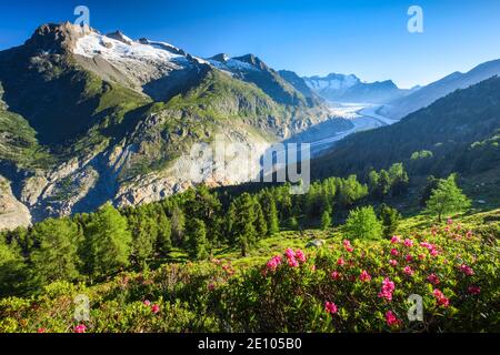 Fusshörner, Wannenhörner und Aletschgletscher, Schweiz, Europa Stockfoto