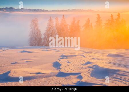 Winterwald im Nebel, Schweiz, Europa Stockfoto