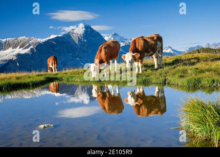 Kühe vor Eiger und Jungfrau, Berner Oberland, Schweiz, Europa Stockfoto