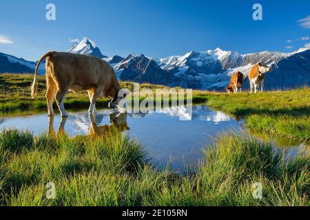 Kühe vor Schreckhorn, 4078 m, Bern, Schweiz, Europa Stockfoto