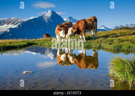 Kühe vor Eiger und Jungfrau, Berner Oberland, Schweiz, Europa Stockfoto