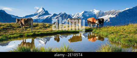 Kühe vor Schreckhorn, 4078 m, Bern, Schweiz, Europa Stockfoto