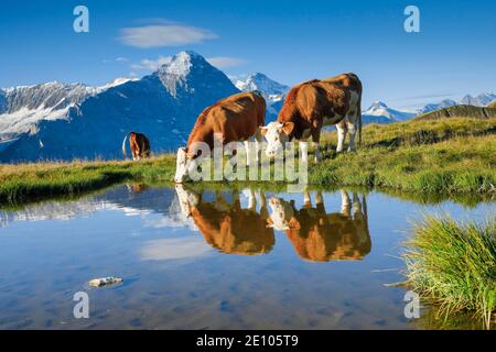 Kühe vor Eiger und Jungfrau, Berner Oberland, Schweiz, Europa Stockfoto