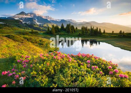 Chalberboden Blick auf Schwarzhorn, Bern, Schweiz, Europa Stockfoto