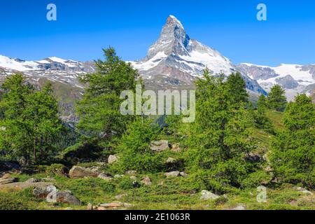 Matterhorn und Lärchenwald im Sommer, Wallis, Schweiz, Europa Stockfoto