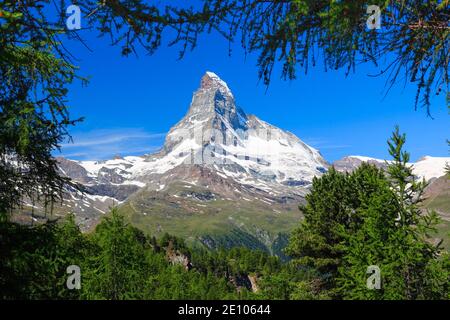 Matterhorn und Lärchenwald im Sommer, Wallis, Schweiz, Europa Stockfoto